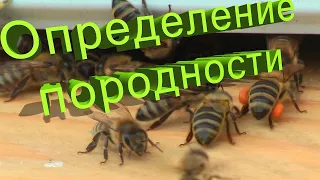 Профессор Кашковский про определение породности пчёл