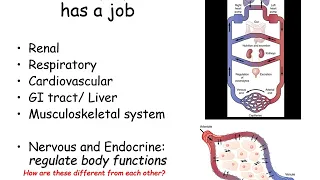 1  homeostasis and thermoregulation part1