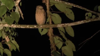 Borneo   Danum Valley   Borneo Rainforest Lodge #12 Night Safari   Bucky Fish Owl   13 May 2017