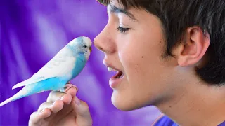 How to get your budgie to talk
