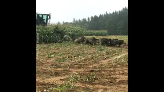 Wild hogs are chased from a corn field