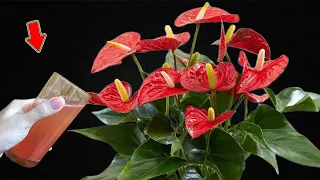 Pour 1 Cup Into The Root! Suddenly Anthurium Exploded With Many Beautiful Flowers