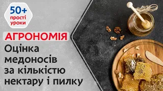 Як оцінити медоноси за кількістю нектару і пилку