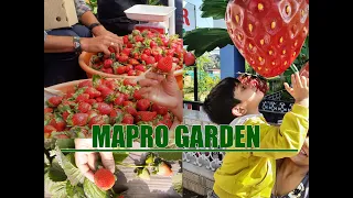 Mapro Garden Mahabaleshwar | Mahabaleshwar 🍓 Strawberry farm tour l #mahabaleshwar #strawberry