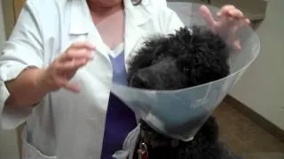 Placing an E Collar on a Dog