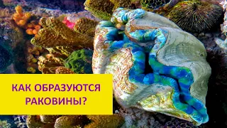 Как образуется раковина у моллюсков? Наталья Носова