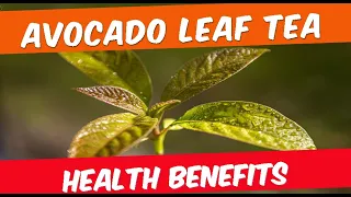 Avocado Leaf Tea Benefits