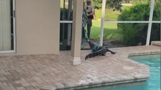 Alligator gets stuck on lanai, takes a dip in Florida man's pool
