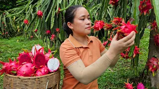 Harvesting Fresh Dragon Fruit Goes to the market sell - Lý Thị Ca