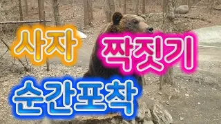 [빠꾸왕간디] 에버랜드 사파리월드 나들이 다녀왓습니다