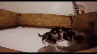 Alaskan Malamute Puppy howling (2 weeks old)