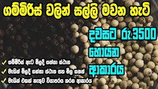 ගම්මිරිස් වියාපාරය I Pepper seed business I business ideas 2021 I business ideas sinhala sri lanka