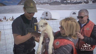 Dogsled & Glacier Flightseeing Helicopter Tour - Skagway, Alaska