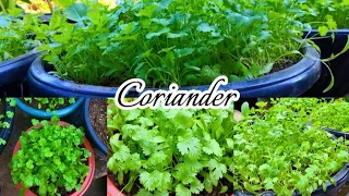 How to grow coriander​ in container | การปลูกผักชีไว้กินเอง.