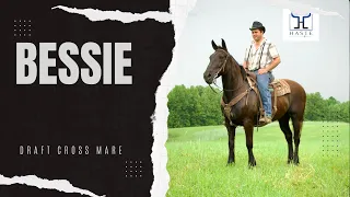 Bessie - Draft Cross Mare - Percheron x QH - For Sale Ride & Drive Call 606-303-5669