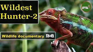 Animal Planet-02 Wildest Hunter 2   हिन्दी डॉक्यूमेंट्री   Wildlife documentary @NatureOfEarthHindi