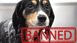 A dog banned from an entire country?