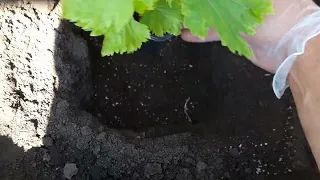 При посадке винограда больше не рою ямы и не закладываю удобрения и вот почему.