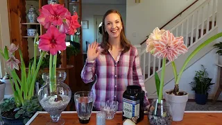 How to Grow Amaryllis Over Water // How To Rebloom An Amaryllis That Was Grown In Water