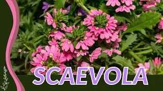 Learn EVERYTHING about SCAEVOLA in 1 Minute! "Fan Flower" (Scaevola aemula)