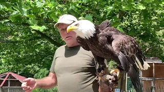 Weißkopfseeadler Ludwig aus Hohenaschau