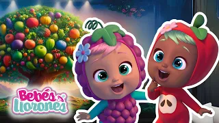 El ÁRBOL FRUTERO 🎄🍊 BEBÉS LLORONES 💧 Lágrimas Mágicas 💕 Dibujos animados en español #dibujos