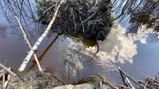 BEAVER DAM REMOVAL IN THE FOREST