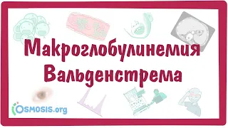 Макроглобулинемия Вальденстрема — причины, симптомы, патогенез, диагностика, лечение