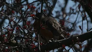 American Robin Preening in Treetops Video