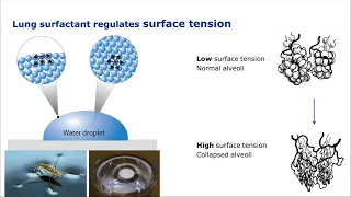 Lung Surfactant Inhibition - An Alternative Acute Inhalation Toxicity Test