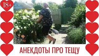 Анекдоты про любимую тёщу