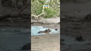 Komodo dragon attack on Deer in river 🦌😱 #shorts #animals #viral