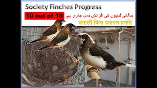Society Finches The Bengali Finches progress and finch Setup updates | Finches | bird breeding