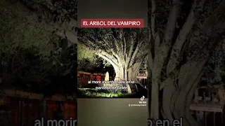 The Mystical Vampire Tree of Guadalajara: Mexico's Haunting Legend