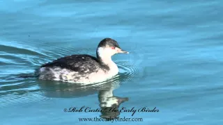HORNED GREBE swimming and diving  Podiceps auritus