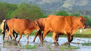 Video Sapi Lembu Ramai-ramai turun ke Lumpur sawah di desa - Bunyi sapi memanggil kawanan🐄🐮🐮