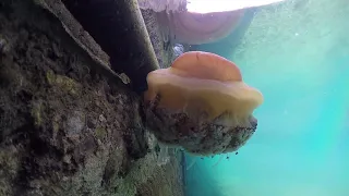 Miriadi di meduse a Trieste, esemplari nel porticciolo di Grignano