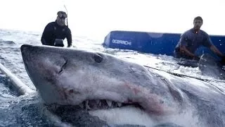 Shark Documentary National Geographic Shark WranglersRedemption Animal Planet Documentary