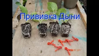 Прививка дыни. 13.05