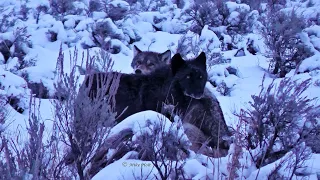 YELLOWSTONE WILL SHAKE YOU TO YOUR FOUNDATIONS - ANOTHER WORLD!