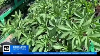 Pop-up pot sales coming to New York fairs & festivals