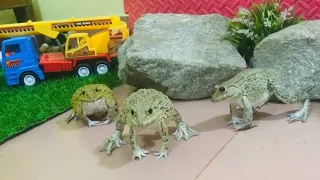 FUNNY FROGS 🤣🤣 funny animals video compilation