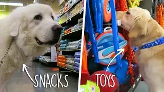 Buying Everything My Dog Touches at the Pet Store