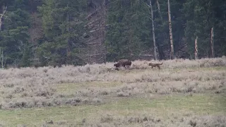 Yellowstone wolves attacking bison and calf
