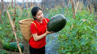 Harvesting WATERMELON - Harvest and take care family | Ella Daily Life