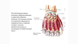 Контрактуры пальцев кисти. Глеб Микусев.