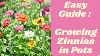 Growing Zinnias In Pots| Easy Guide, Gardening