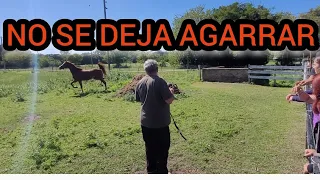 COMO AGARRAR UN CABALLO ARABE  SUELTO EN EL CAMPO .