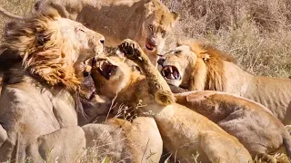 LIONS Devour BUFFALO in FEEDING FRENZY