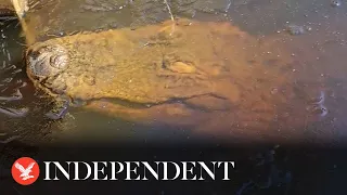 Alligators poke noses above frozen swamp in North Carolina